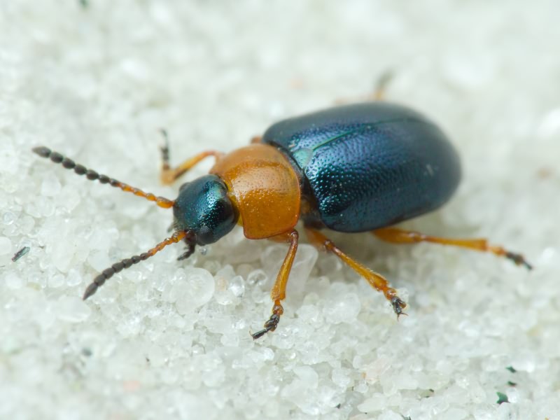 Gastrophysa polygoni (Linnaeus, 1758)